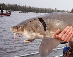 up close on a lake sturgeon on the Rainy River