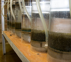 up close on muskie fry in tanks at Waterville Hatchery