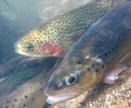 trout under water