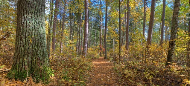 Old growth pine forest at the Lost 40 Scientific and Natural Area.