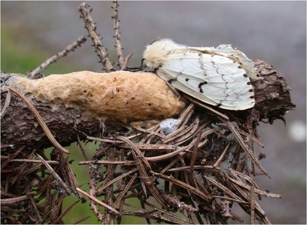 A spongy moth and egg mass