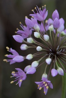 Close-up of prairie onion flower, a purple star-like flower.