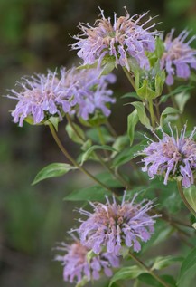Wild bergamot plant with purple flowers, that have spikey petals that resemble fireworks.
