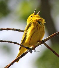 Yellow warbler posing on branch with beak open.