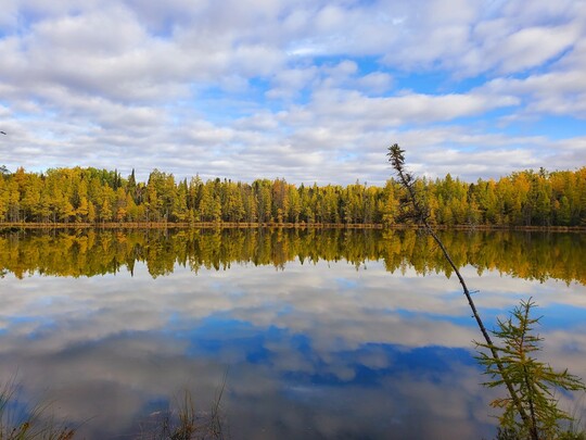 Bog lake with pines lining the horizon. A blue sky with white clouds is reflected on the still waters.
