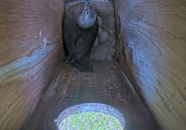 photo of inside a wood duck nest from above, with hole and duck