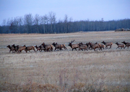 a herd of wild elk in Minnesota