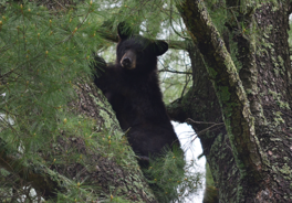 a young bear in a pine tree