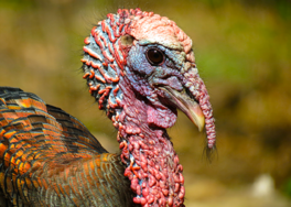 close up of a wild turkey head
