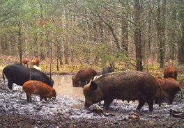 feral swine in a watery pit in the woods