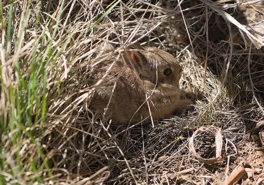 a young rabbit