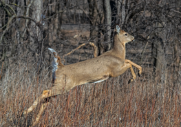a deer bounding in the grass