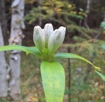A white bottle gentian, a tubular wild flower with large green leaves. 
