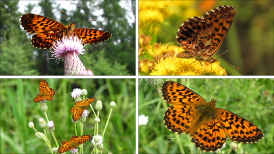 Arctic Fritillary or Purplish Fritillary (Boloria chariclea species complex – taxonomy in need of further study) 