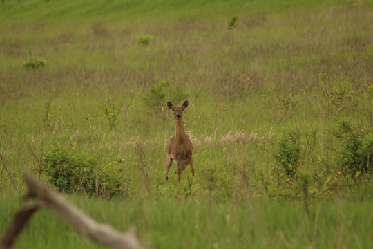 A deer stands in the center of the pictures frame staring directly into the camera. The deer is in the middle of a green field.