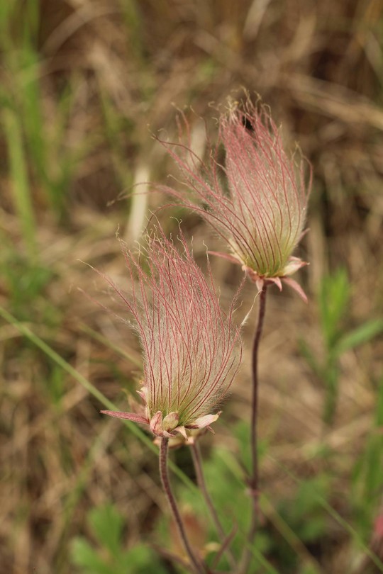 Two flowerings heads of prairie smoke. The red fuzy hair-like flower structures are waving in the wind as they are attached to a red stem.
