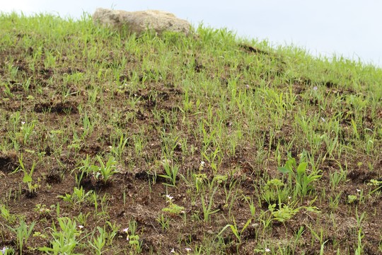 A picture of the ground which has been burnt and is now brown with small sprouts of green grass and flowers.
