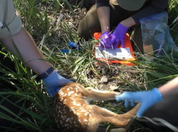 DNR wildlife researchers collecting data from a fawn