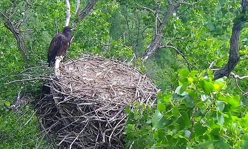 An eagle chick standing on a nest surrounded by green foliage