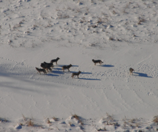 wolf pack in the snow seen from aircraft