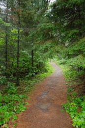 trail in middle of forest