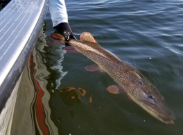 releasing a northern pike