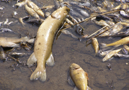 dead fish, multiple species, in shallow water, biggest is a pike or muskie