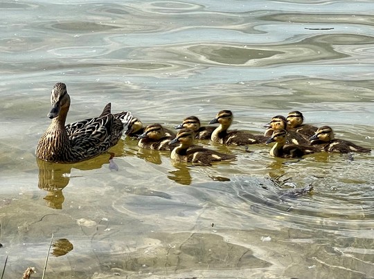 A photo of ducks and babies