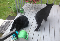 two bear cubs on someone's deck/porch