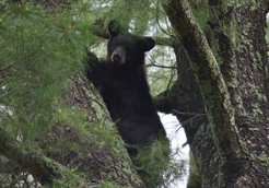 bear in a tree