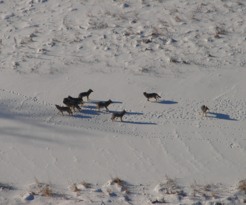 several wolves seen from an aircraft in the winter