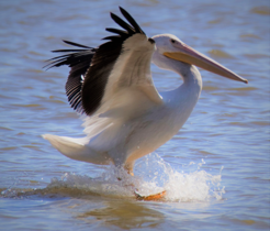 a pelican landing on the water