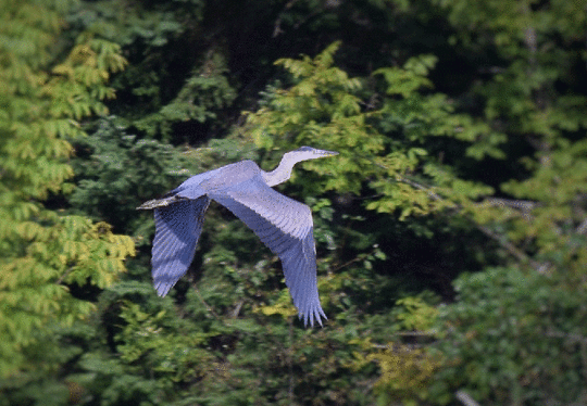 Great blue heron in flight. Behind the bird, lush green trees.