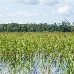 shallow lake full of wild rice