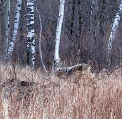 wolf in tall grass