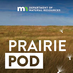 Prairie Pod graphic with seeds flying in wind, tall grass and DNR logo