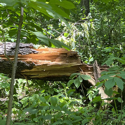 Storm damaged tree