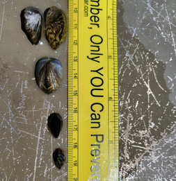 Zebra mussels found in Clear Lake