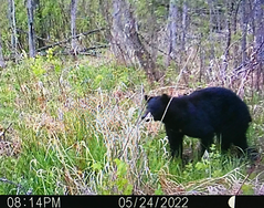 trail cam photo of a bear