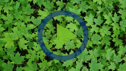 close-up of many green maple leaves