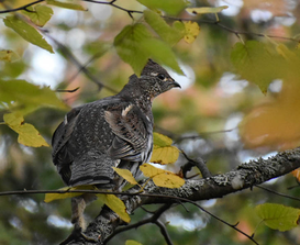 ruffed grouse in a tree