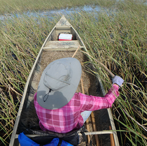 wild rice harvester in a canoe