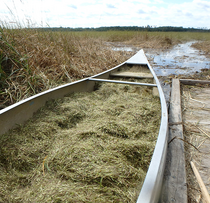 canoe full of wild rice