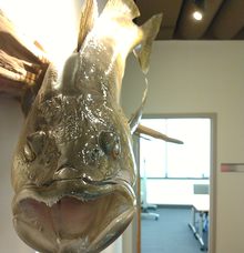photo of a walleye on the wall near the Joe Alexander conference room in DNR Central Office