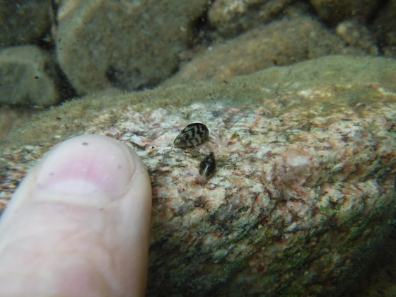 A photo of a finger underwater next to two zebra mussels