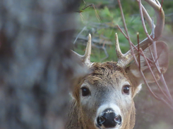 deer up close