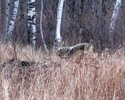 a wolf in tall grass near trees