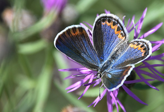 Macro photo of a Karner blue butterfly seen from above.