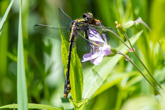 St Croix snaketail dragonfly on flower