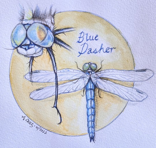 Illustration of a blue dasher dragonfly. 